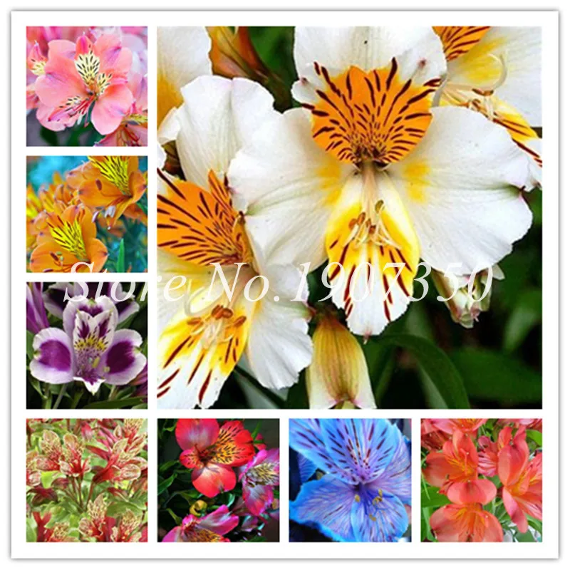 

Bonsai 100 Pcs Rare Bonsai Alstroemeria Beauty Flower Potted Balcony Planting Seasons Bonsai For Indoor Bonsai Mixed Color