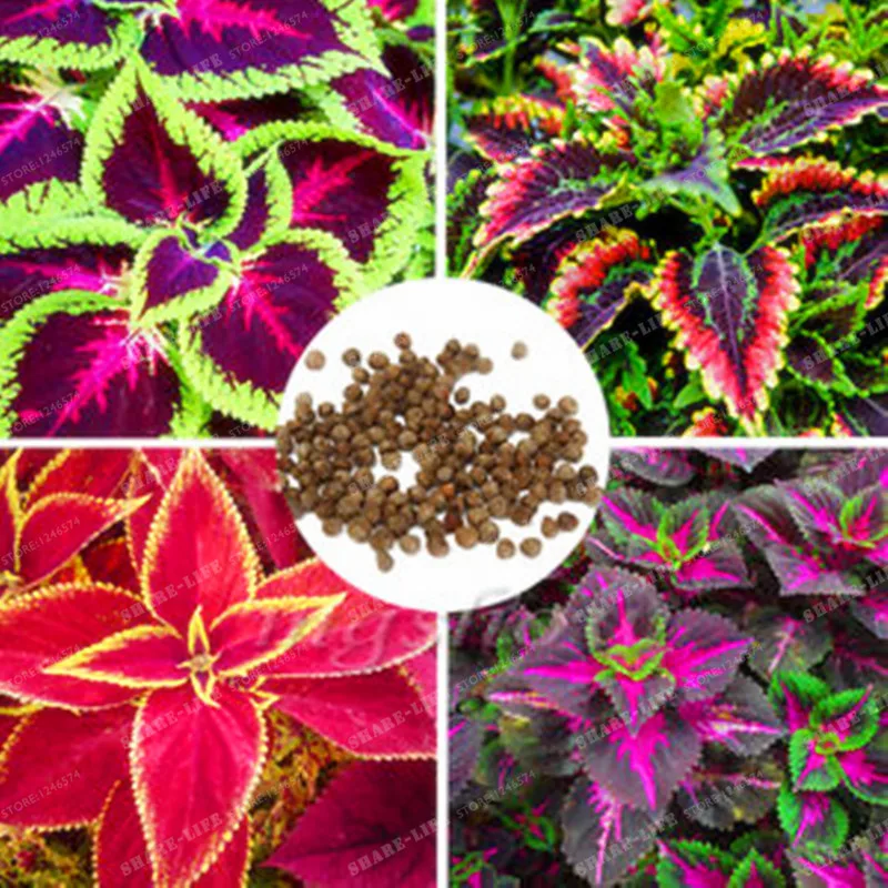 

50PCs Chinese Bonsai Coleus Bonsai Mini Foliage Plants Perfect Color Home Grass Pot Planter For Garden Decoration