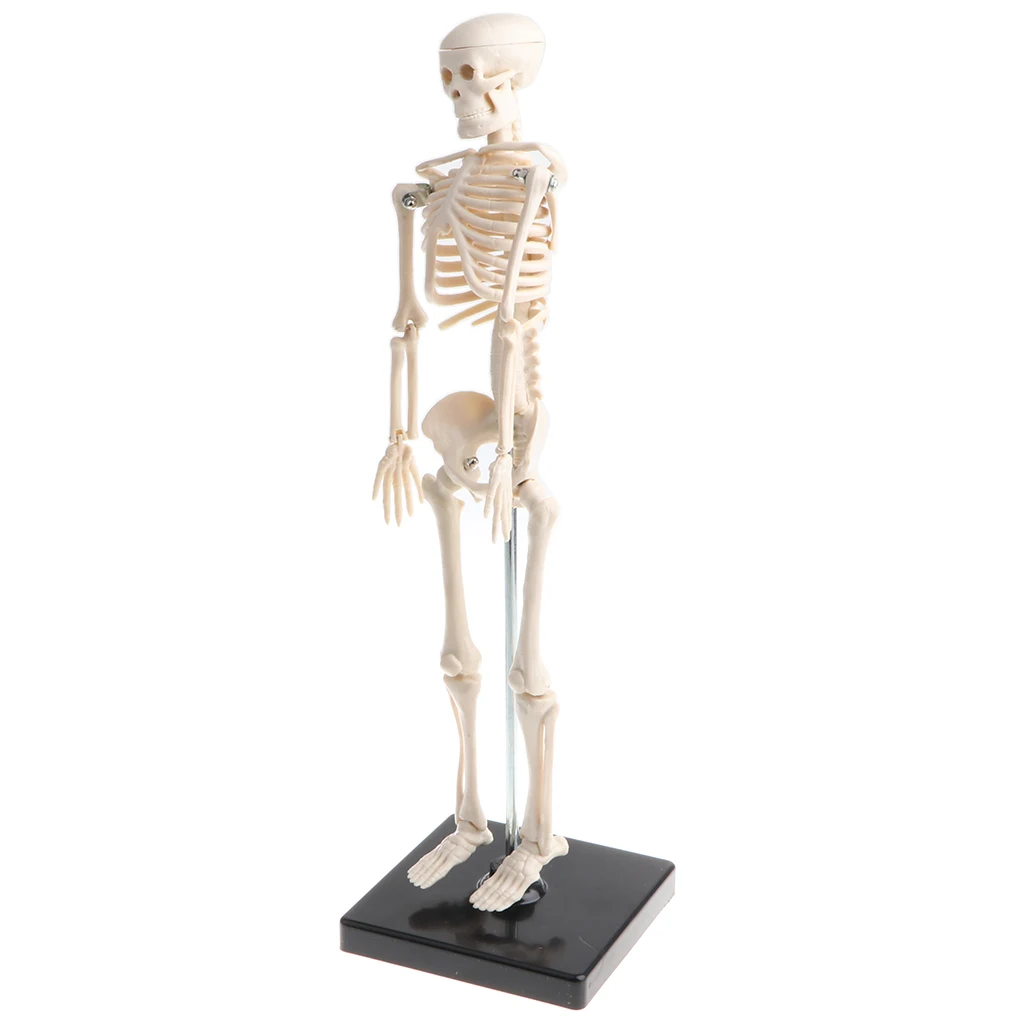 42cm Human Children Body Skeleton Model & 85cm Skeleton Bone Model with Heart Vessel School Anatomical Models Teaching Aids