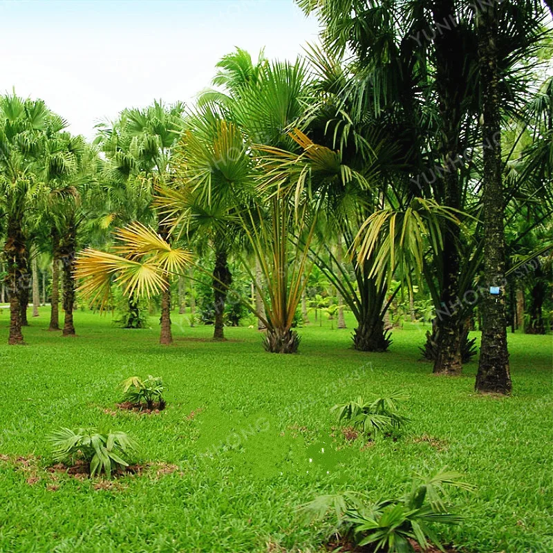 5 Pcs Palm Tree Bonsai Garden Ornament Evergreen Trachycarpus Fortunei Bonsai Tropical Landscape Plants Home Garden 5 Pcs Palm Tree Bonsai Garden Ornament Evergreen Trachycarpus Fortunei Bonsai Tropical Landscape Plants Home Garden
