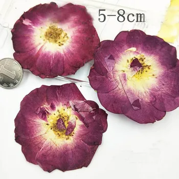 

60pcs Pressed Dried Plum 5-8cm Rose Flower Plant Herbarium For Jewelry Postcard Invitation Card Phone Case Bookmark Making DIY