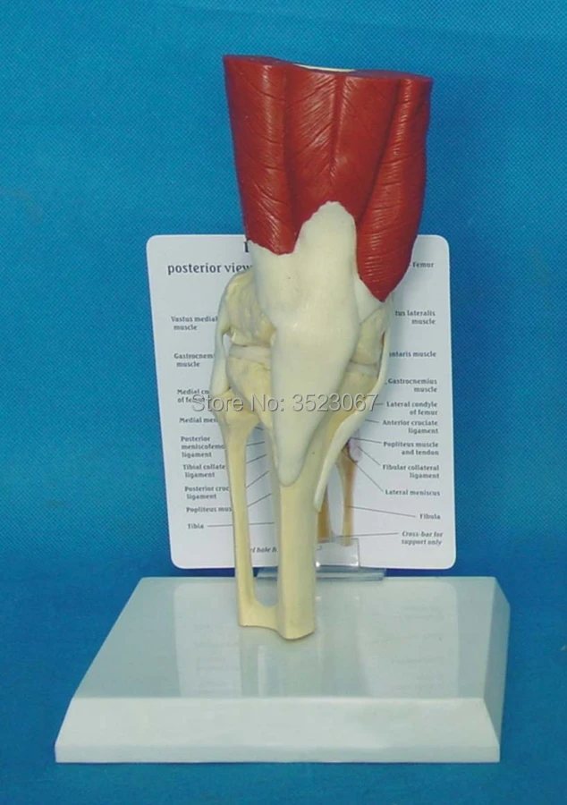 

Advanced Muscled Knee Joint life size skull Model in trauma anatomy skeleton dental anatomical shadow medical training manikins