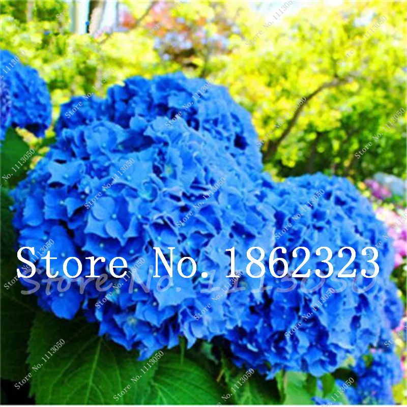 Sale! 50 Pcs Hydrangea Bonsai Tohum Garden Flower Plants Indoor Flowers