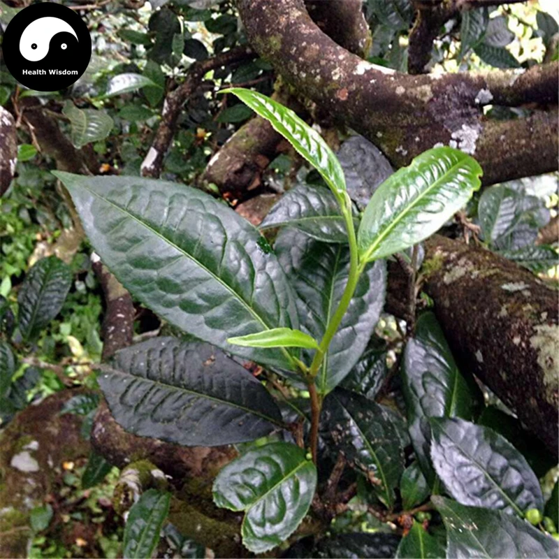 

Buy Pu Erh Teea Tree Semente 60pcs Plant Chinese Puer Teea Tree For Yunnan Pu Er