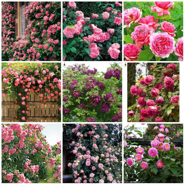 200 unids/bolsa rara Rosa Bonsai flor hermosa rosa rara planta balcón