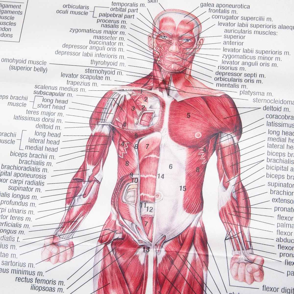 Human Anatomy Muscles System Art Poster Body Educational Chart Printed Picture for Medical Classroom Study Decor