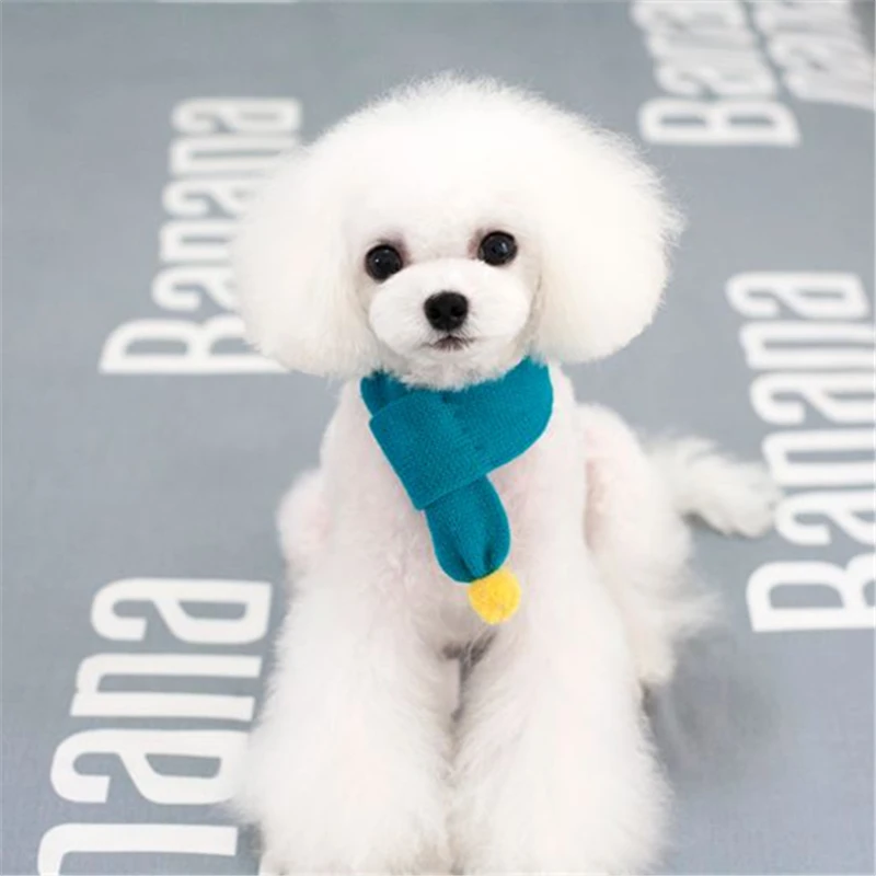 pets dogs accessories (1)