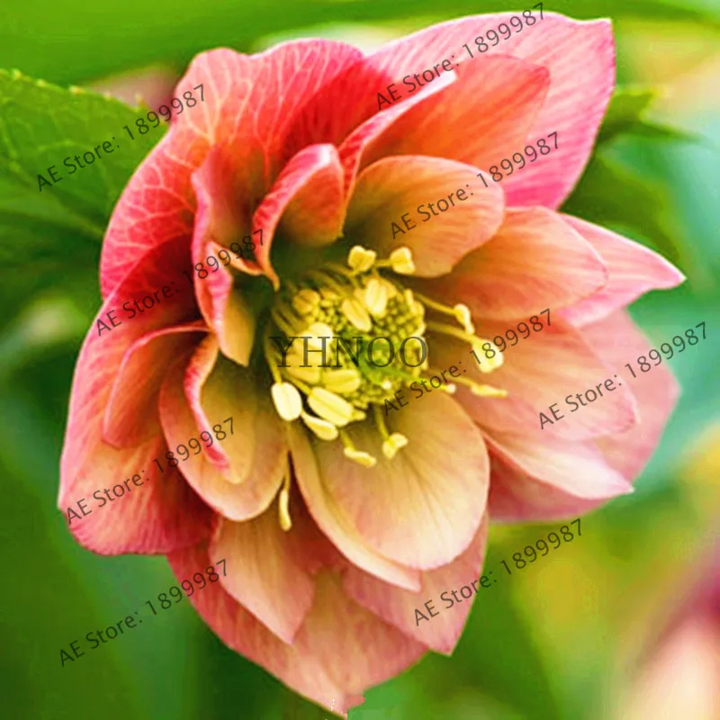 100 Pcs Bag Helleborus Seeds Garden Summer Flower Seeds Bonsai Plant Home Jardin