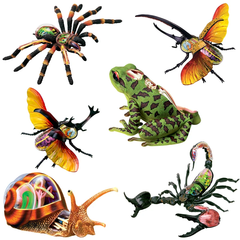 

One Piece Anime Vison Animal Anatomy Model Frog Scorpion Snail Spider Action Figures 4D Education Science Toys Adults Kids Gifts