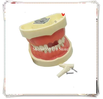 

Dental Adult Teeth model with Removeable 28 screw-in teeth/Dental study practice teeth model soft gum Standard model