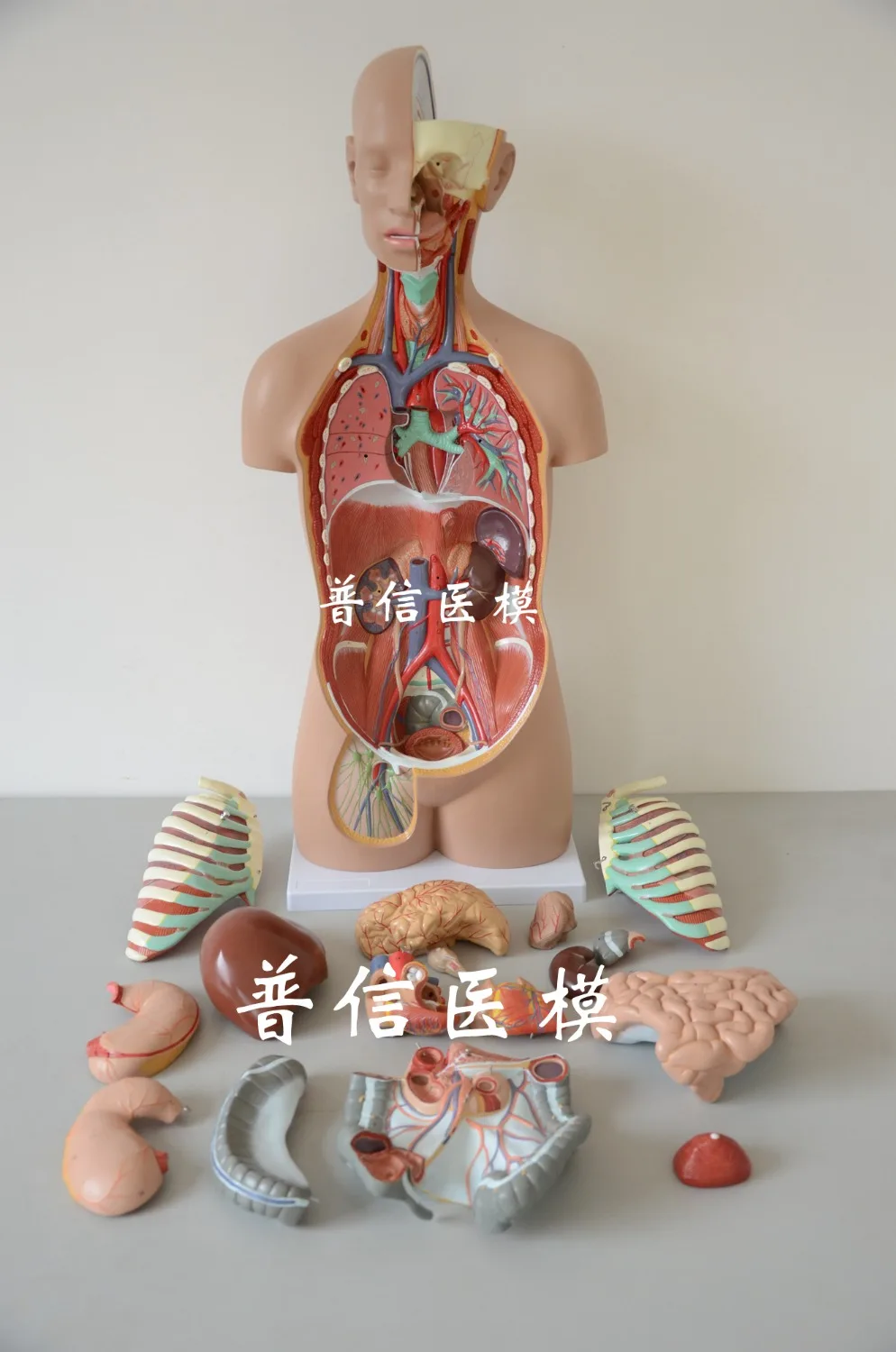 US $450.00 Free shippingamp11 size 85cm human torso model 17 partsorgans anatomicalViscus Structure of human bodymedical anatomical model