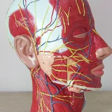 Шунзаор человеческий череп с мышцами и нервами кровеносного сосуда, головной раздел головного мозга, анатомическая модель человека. Школьное медицинское обучение