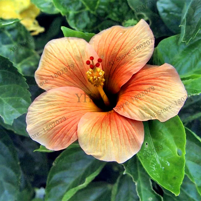100 шт./пакет Гибискус flores, бонсай растения для дома и сада, красивый декоративный цветок, Легко растить - Цвет: 18