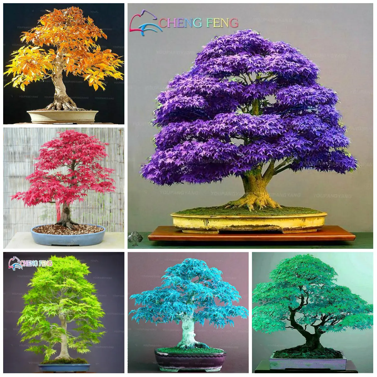 20pcs rare Purple blue Ghost Japanese Maple Tree bonsai flower plants