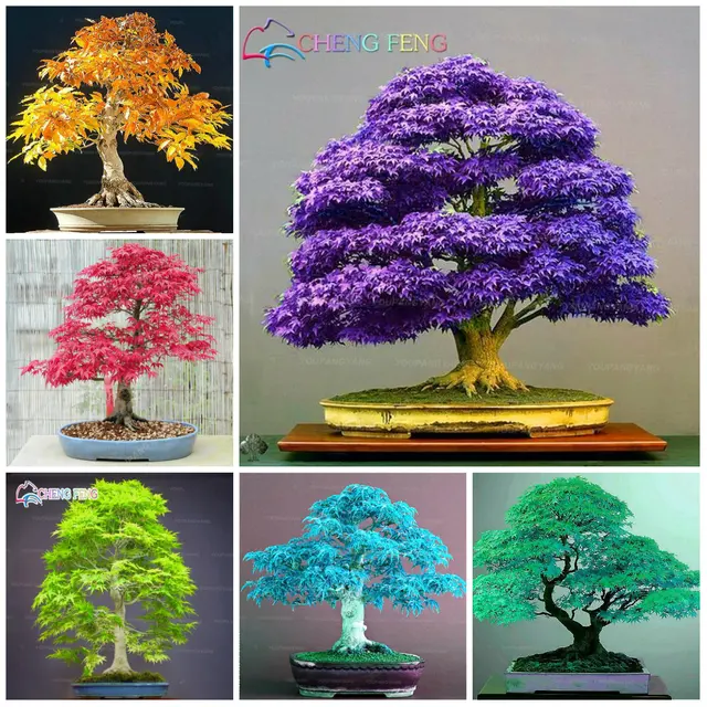 20pcs rare Purple blue Ghost Japanese Maple Tree bonsai flower plants