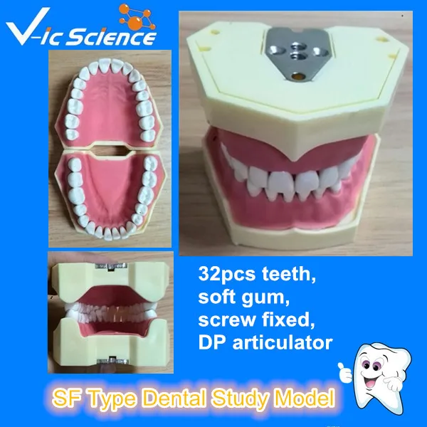 все цены на Good quality SF Type Dental Study Model онлайн