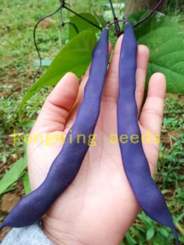 

bean seeds 15 pcs purple NO-GMO beans vegetable seeds for outdoor plant