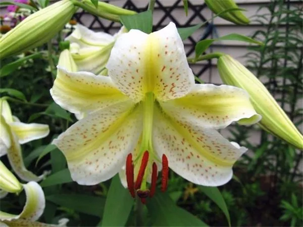 1000 Pc Strange Toad Lily Flower Petal Seedsplant Rare Lilium Fragrant Balcony Garden Spots Flowers Potted Plant bonsai Plantas 1000 Pc Strange Toad Lily Flower Petal Seedsplant Rare Lilium Fragrant Balcony Garden Spots Flowers Potted Plant bonsai Plantas