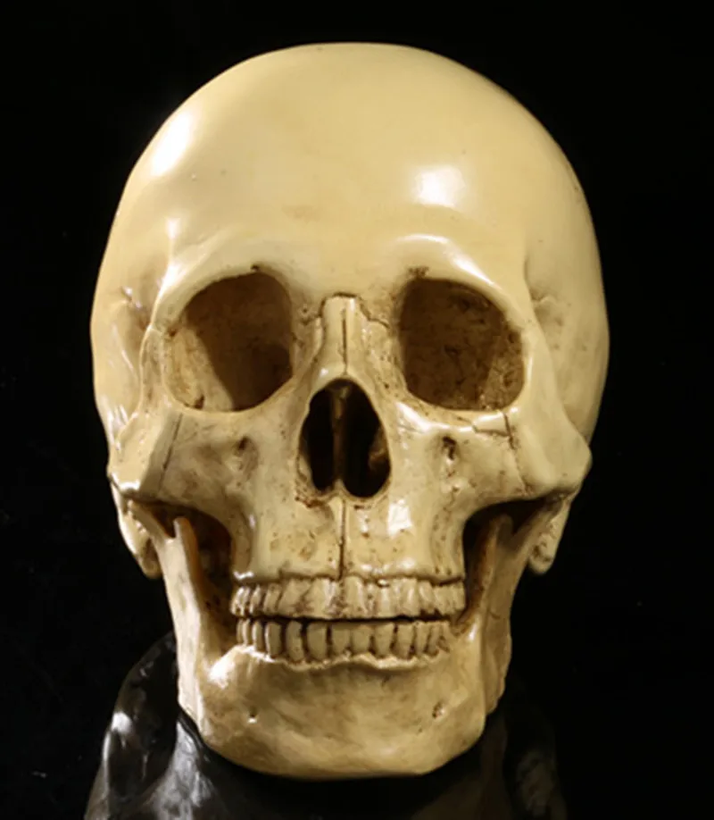 Realistic Resin Human Skull Anatomical Skeleton Home Horror Party Decoration Art Craft 1:1 Scale - Yellow