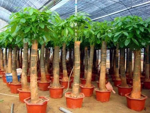 

New arrival,Money Tree bonsai Pachira macrocarpa bulbs ,Purifying air,DIY plant bonsai flower for home garden plants easy grow