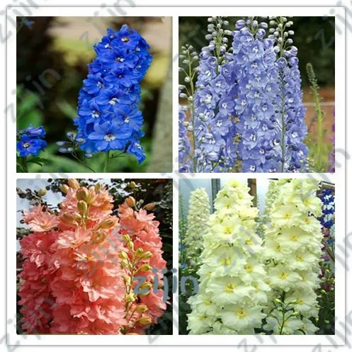 

Big Promotion 200Pcs Bonsai Delphinium Cultorum Beautiful Japan Flower Garden Hardy Plant New Year's Gift