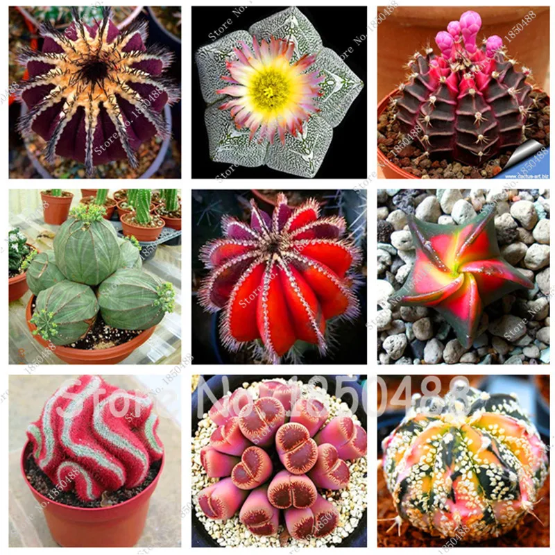 Popular Flowering Cactus  Buy Cheap Flowering Cactus  lots 