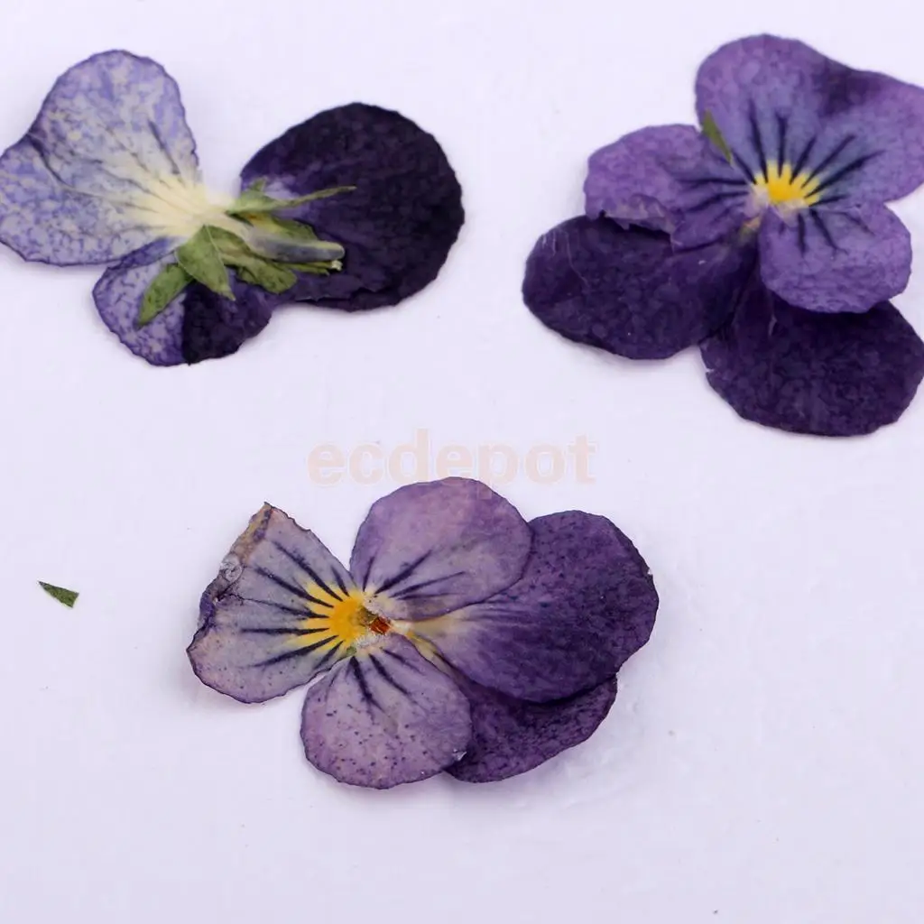 MagiDeal 12 Pieces Pressed Natural Dried Flowers Violet Flower for Art Craft Scrapbooking handmade bookmarks craft accessories,