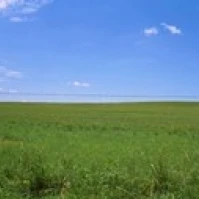 Barbed Wire fence in a field  San Rafael Valley  Arizona  USA Poster Print (36 x 13)