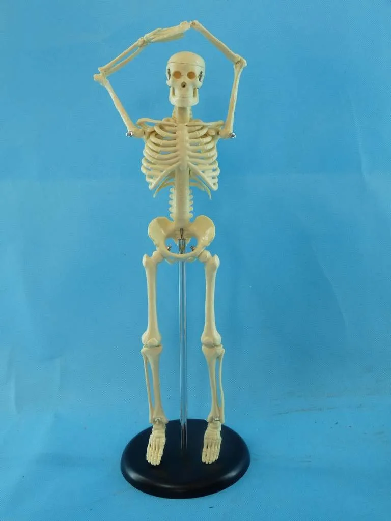 45cm Human skeleton model Medical Human specimens model free shipping