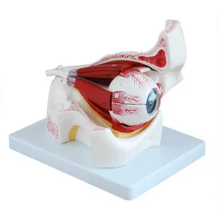 

Eye model eye and orbit enlarged model the eye and optic nerve model detachable part of the eye 10 parts model