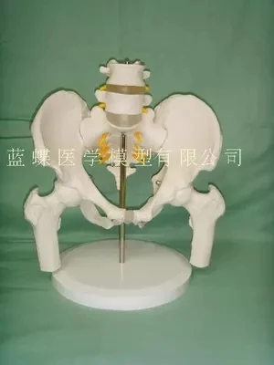 Female pelvis with two lumbar vertebrae model human skeleton model pelvis model lumbar femur Female pelvis with two lumbar vertebrae model human skeleton model pelvis model lumbar femur