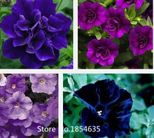 Garden Plant 200 seed /bag rare flower seeds petunia seeds diaolan bonsai flower pot planters wholesale free shipping Bonsai Se