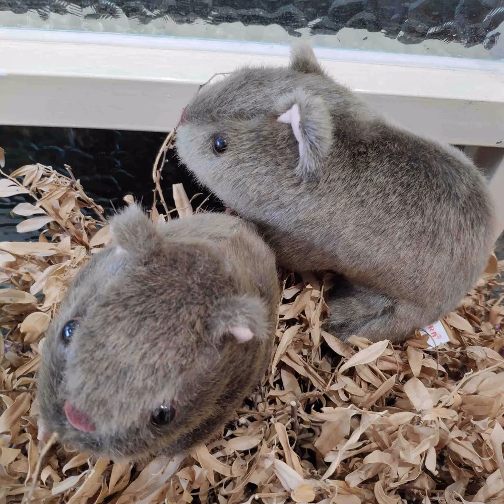 1 шт. 18 см Моделирование Плюшевые вомбат свинки Cavia Porcellus игрушка чучело дикие животные куклы игрушки для малышей, детей подарок декор