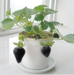 500 Pcs Strawberry Seeds Fragaria Fruit Seeds For Home Garden HTB1.VOlIVXXXXaDaVXXq6xXFXXXA - 500 Pcs Strawberry Seeds Fragaria Fruit Seeds For Home Garden