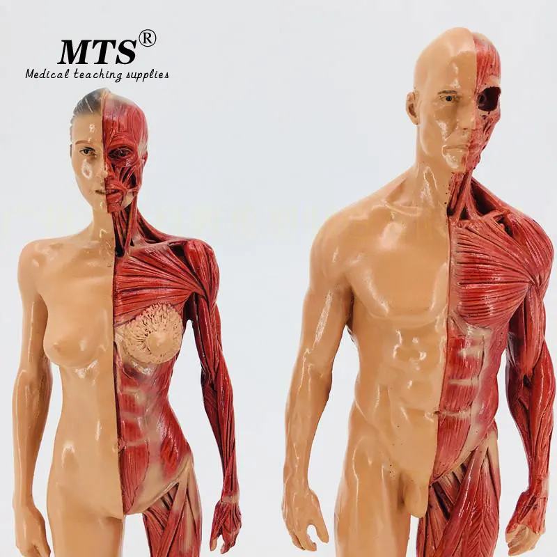 2 шт 30 см Мужская и женская человеческая мышца анатомическая модель скелет телесная Анатомия CG кость анатомическая модель