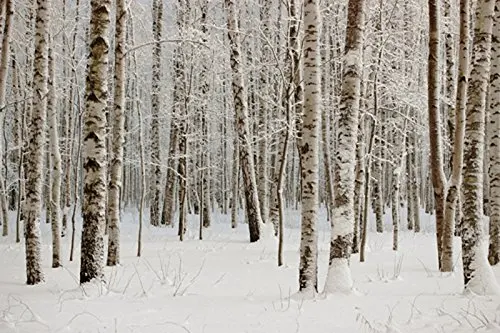 

5x7ft Snowy forest photography winter landscape Christmas backdrop