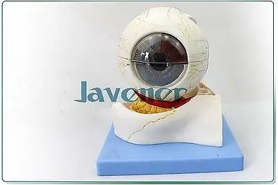 Magnify Human Anatomical Eyeball Anatomy Medical Model Simulation Hi-Q