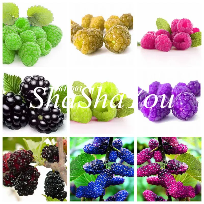 

Bonsai Blackberry 200 Pcs/ Bag Nutritious Black Raspberry Potted Sweet Fruit Beautifying Healthy Home Garden Fruit Easy To Grow