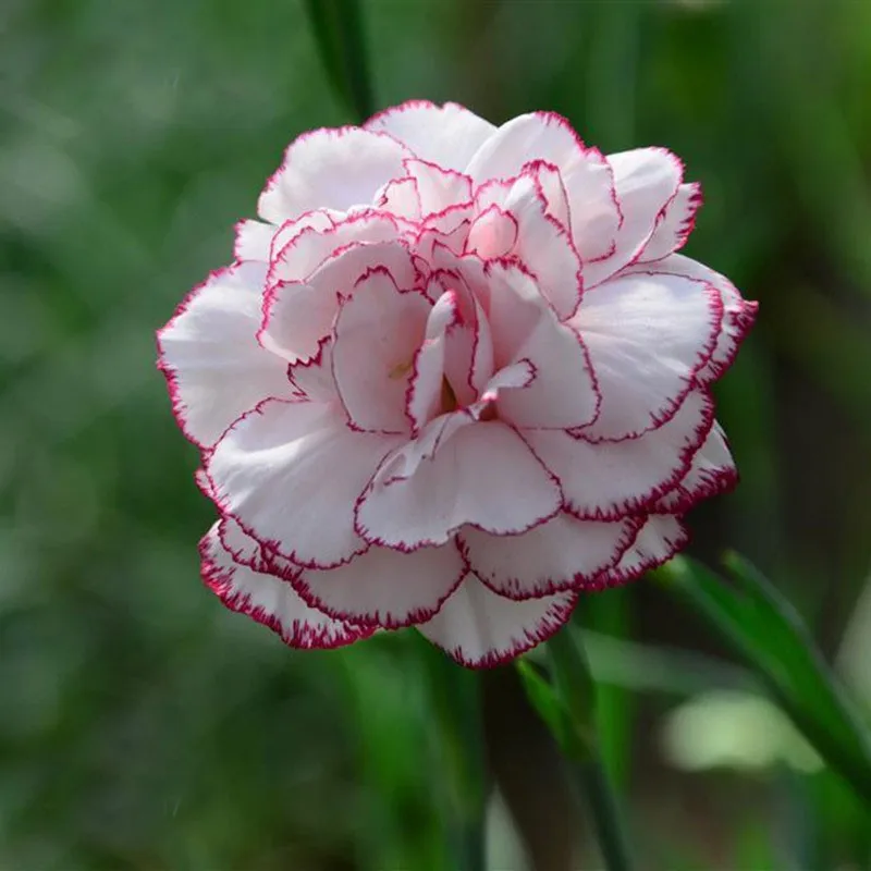 Buy 300 Pcs Carnation Seeds Multiple Colors Free Shipping