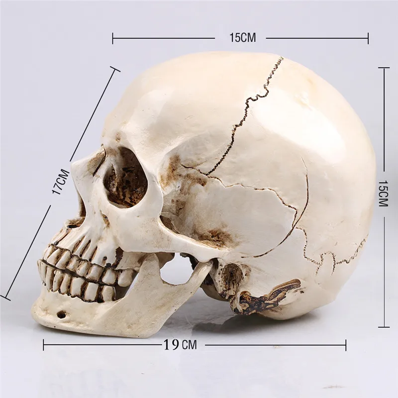 

Painting Skull Albuginea White Embryo Resin Model Medical Realistic Lifesize 1:1 Art Teaching Human Skull