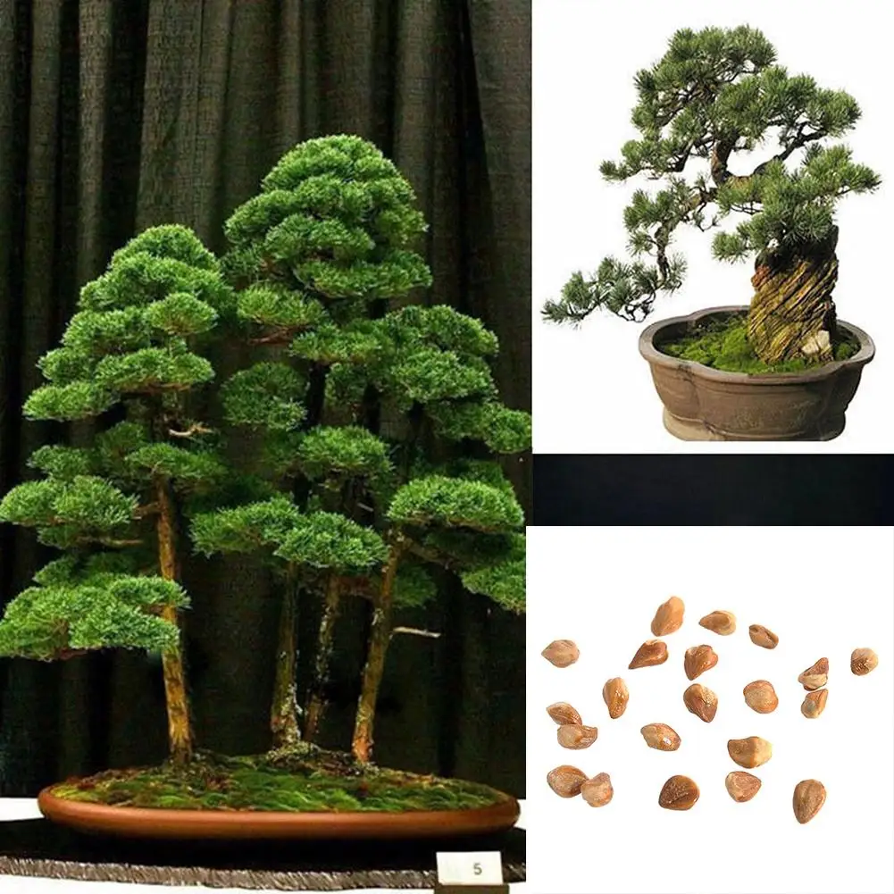 

20Pcs Japanese White Pine Pinus Parviflora Green Plants Set Mini Tree Bonsai Seeds Affordable Exquisite home decorations