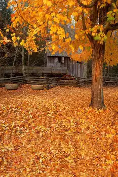 

Autumn Yellow Leaves Fall Beautiful Scenery Picture Background Photographie Wood House Photo Studio Backgrounds