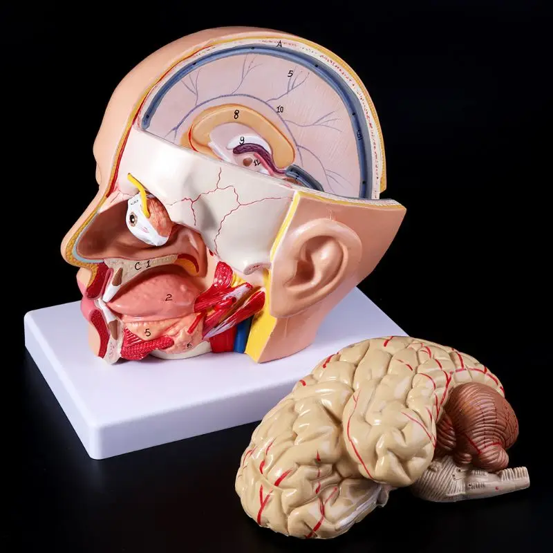 Modelo Anatómico Cráneo Humano Con Cerebro Anatomía De 