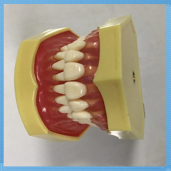Sino Ortho high quailty dental teeth anatomical model plastic dental