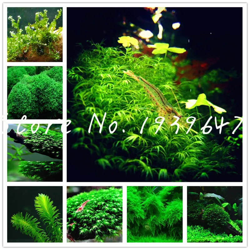 1000 Pcs/bag Hot Pellia Java Fish Tank Aquatic bonsai For Live Fish Moss Fern Aquarium Plant Landscape Decoration Ornament grass