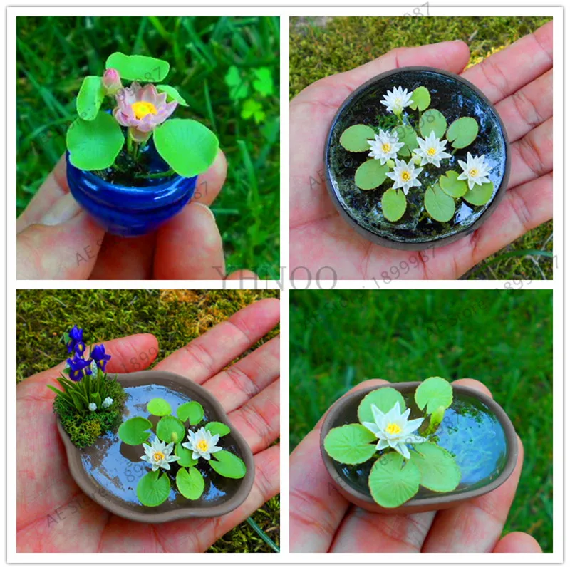 

mixed Colors Available,Hydroponic flowers small water lily garden mini lotus plant bonsai flores set hydrophyte-10 pcs