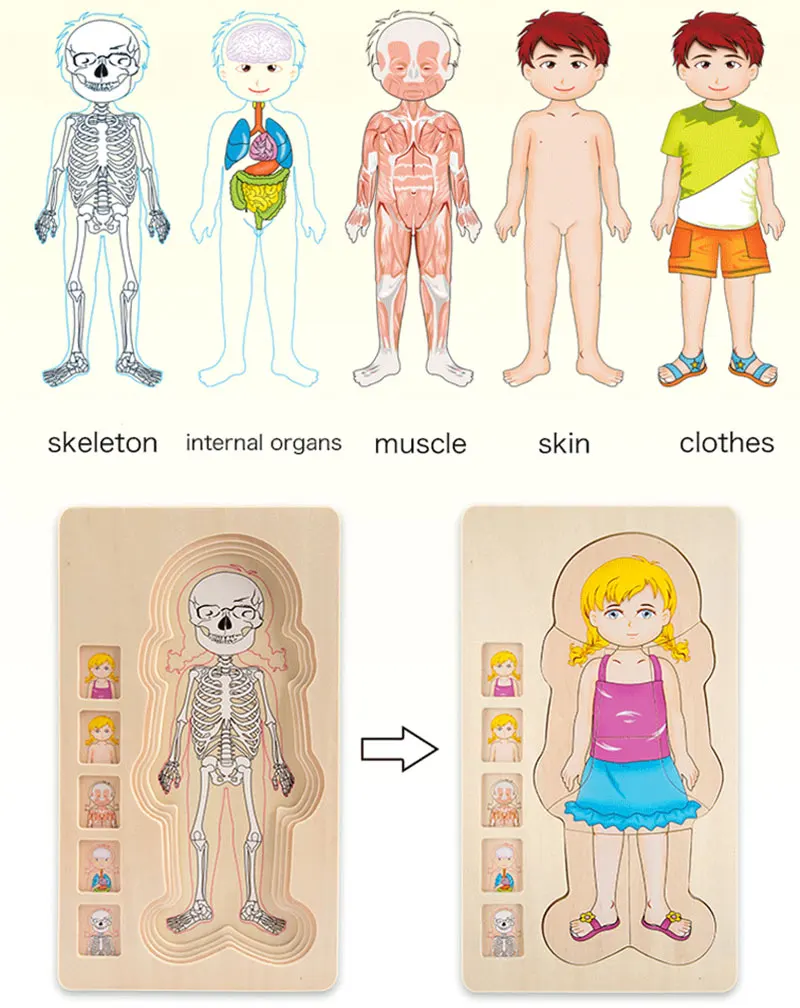 Монтессори, игрушки для детей, раннее обучение, головоломка, деревянные игрушки, человеческое тело, пазлы для мальчиков и девочек, структура тела