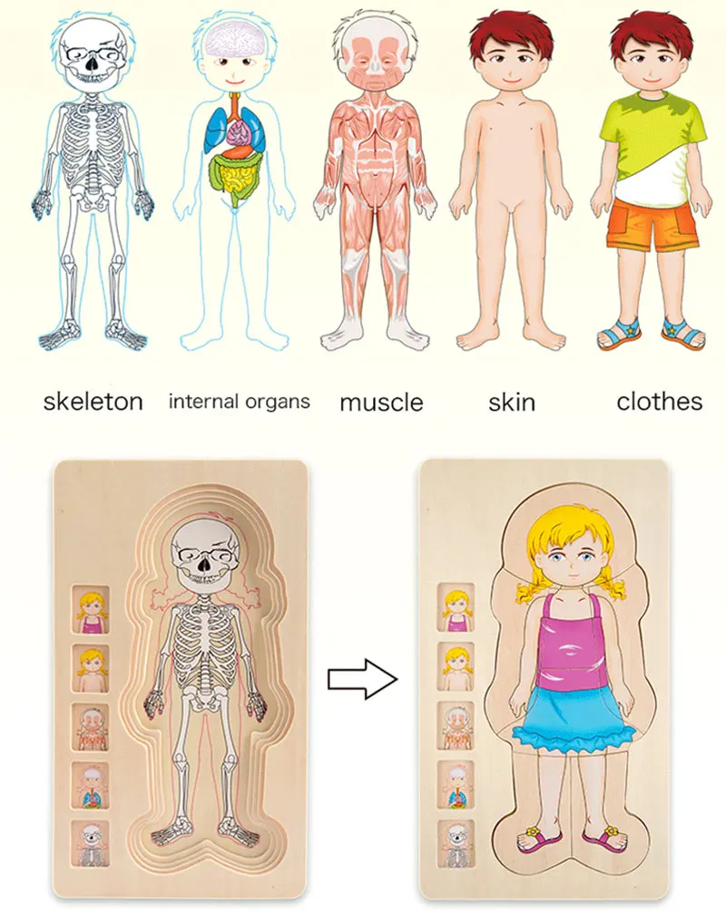 Quebra-cabeça de Madeira Estrutura do Corpo Montessori Brinquedos Crianças Cedo Educacional Aprendizagem Corpo Humano Puzzles Meninos Meninas 5 High Quality Brinquedos e hobbies