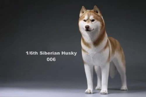 6 цветов, аксессуары для 1:6, Siberian Husky Simulation animals, фигурка для шестилетней собаки, модель игрушки для 12 дюймов, фигурка - Цвет: 006