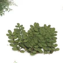 60 шт. прессованный высушенный зантоксиловый пиперитовый Лист листья цветок растение Гербария для ювелирных изделий открытка с пригласительным билетом чехол для телефона DIY